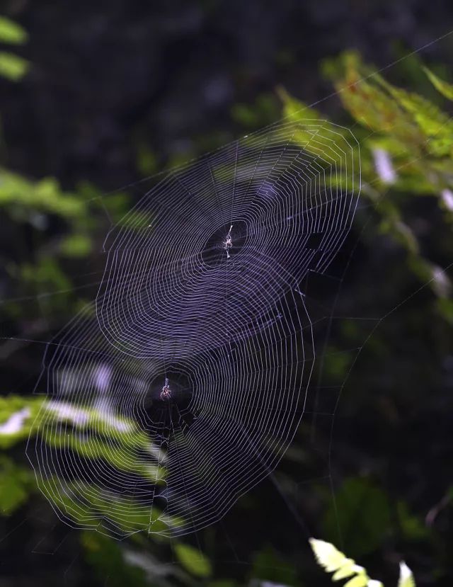 编辑 罐罐图片 窝窝,猫之茶,宋可进,许芸