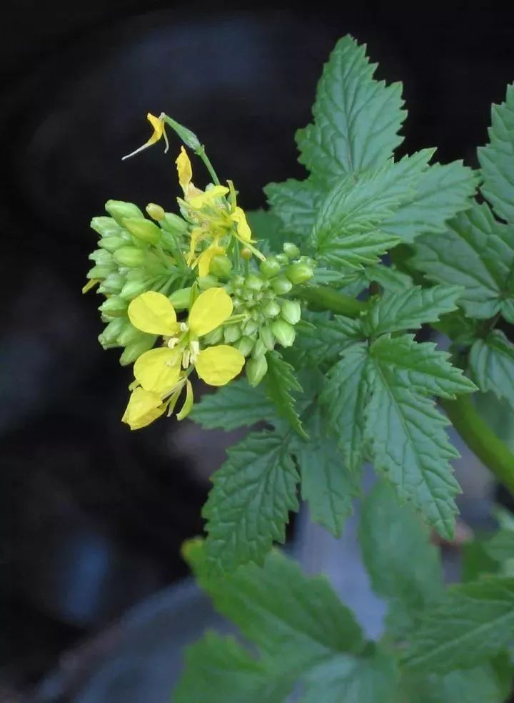 芥菜可是中国人餐桌上常见的蔬菜,没想到它的果实研磨成粉就是芥末吧?