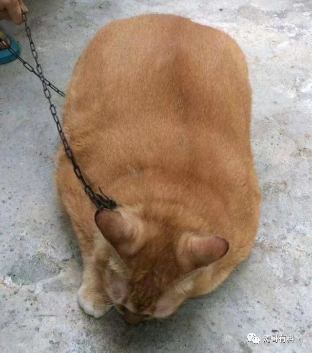 发了3张家中橘猫的照片,网友看后笑得扶墙走:这是村中