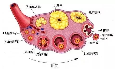 健康 正文  卵子来自于卵泡,卵泡发育成熟,卵子功能才会健全,排出的