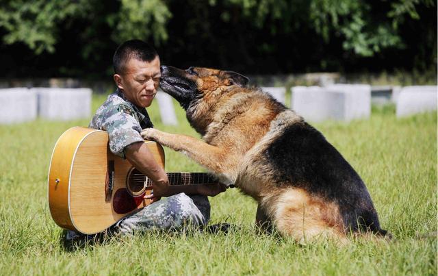 军犬待遇到底有多好?