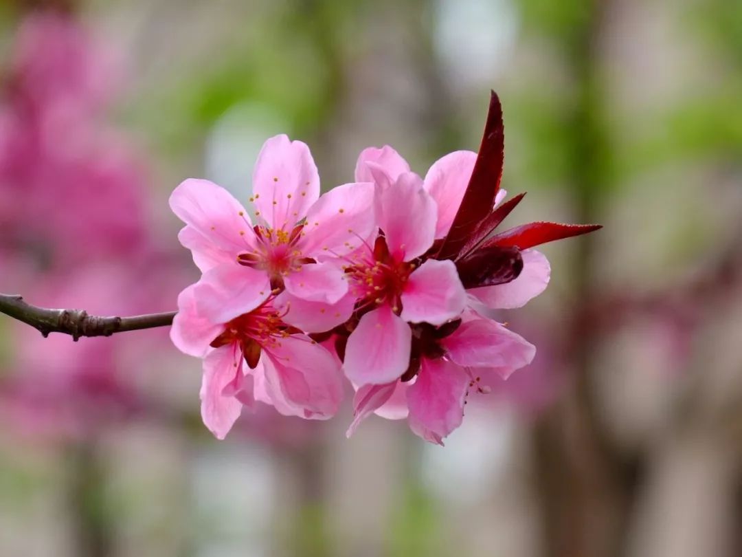 桃花是中国传统的园林花木,其树态优美,枝干扶疏,花朵丰腴,色彩艳丽