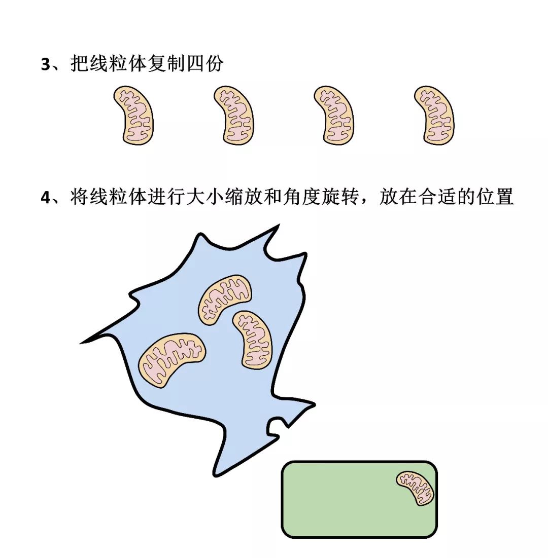 3,把线粒体复制四份,旋转角度,缩放大小,摆放到细胞合适的位置.