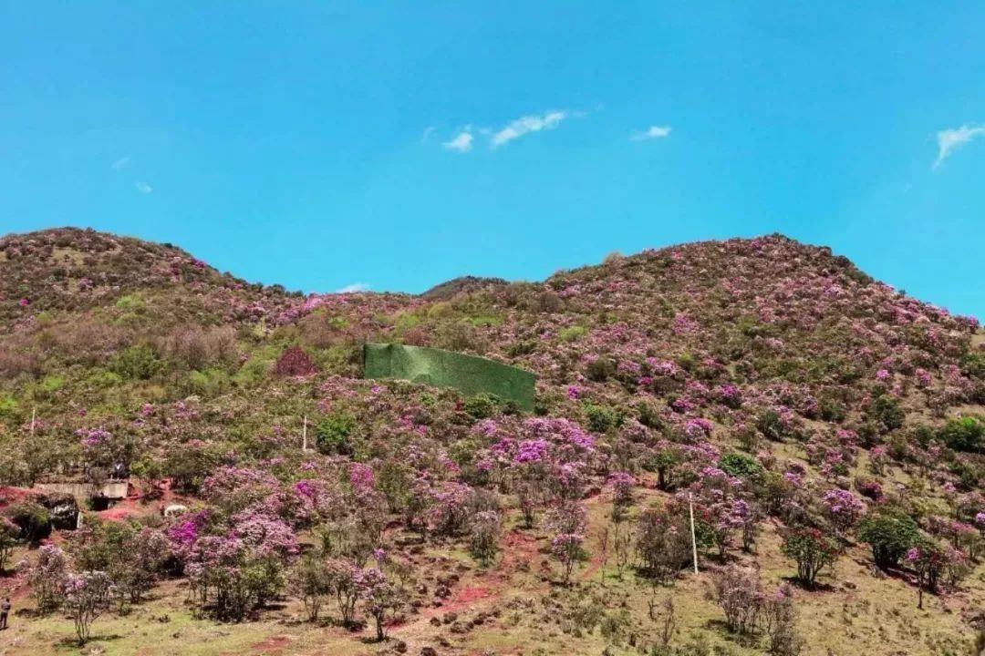 轿子雪山花开正艳迎五一