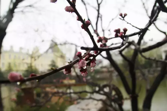 雨打杏花