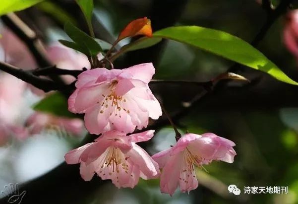 时过境迁空记省,枝头黄鸟啼山.花明柳暗远艰难.