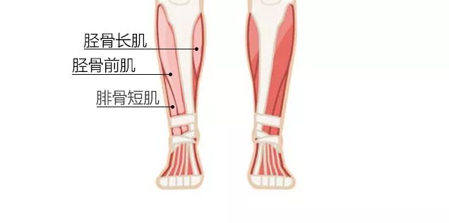 除了肌肉外,小腿还包含了两块非常重要的骨骼—胫骨和腓骨,它们主要