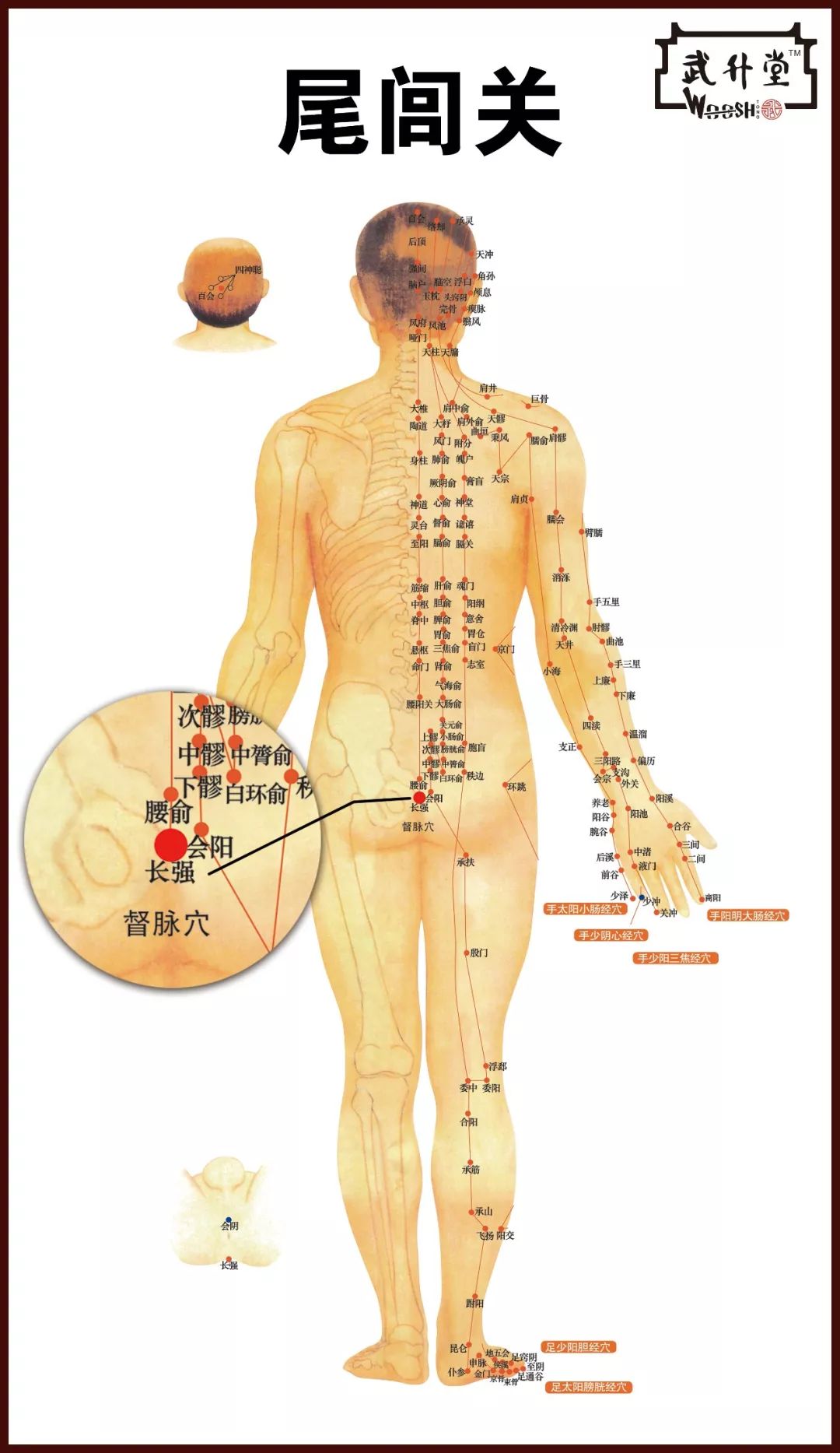 如果想要开尾闾关,练习内功时则要求拉开脊柱, 这样自然上下通顺,力达