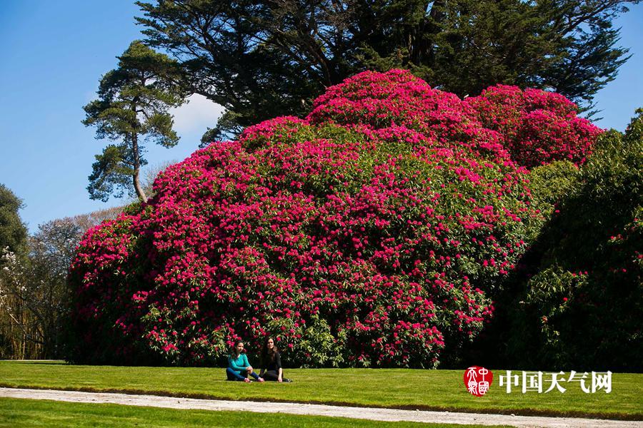 英国杜鹃花树高12米花开满园