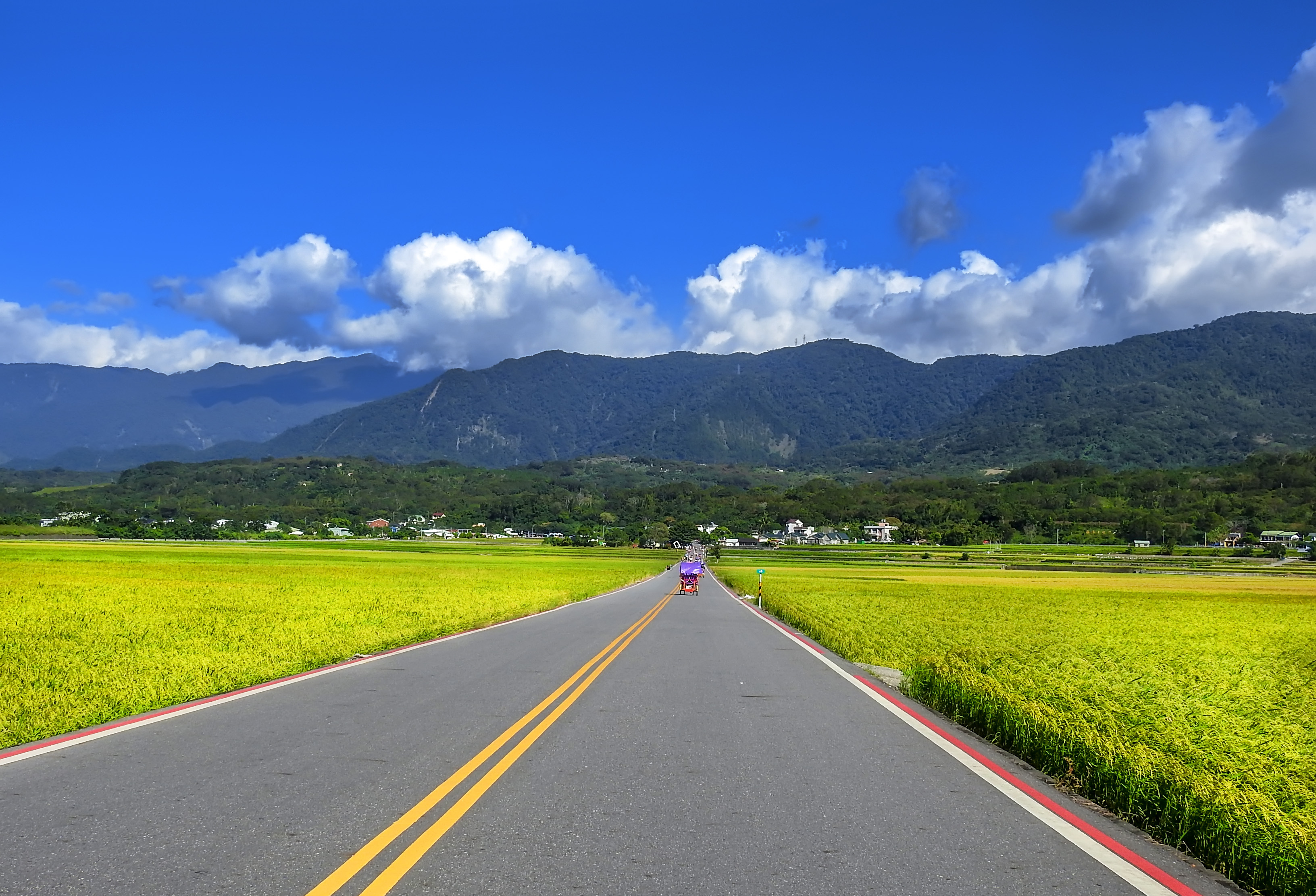 风景独好:一颗因男神命名的树,一条看风吹麦浪的路