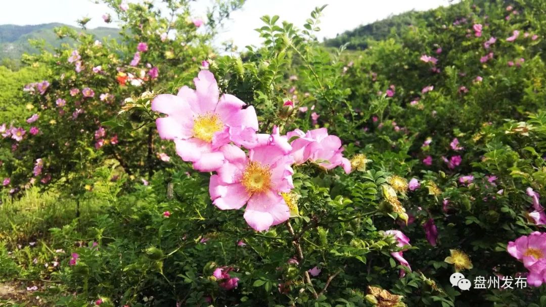 【盘州发布】普古娘娘山千亩刺梨花开如海