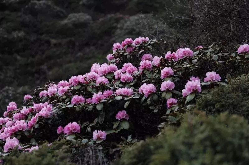 每年这个时候,有景观大道美称的国道318川藏公路沿线高山杜鹃花盛开