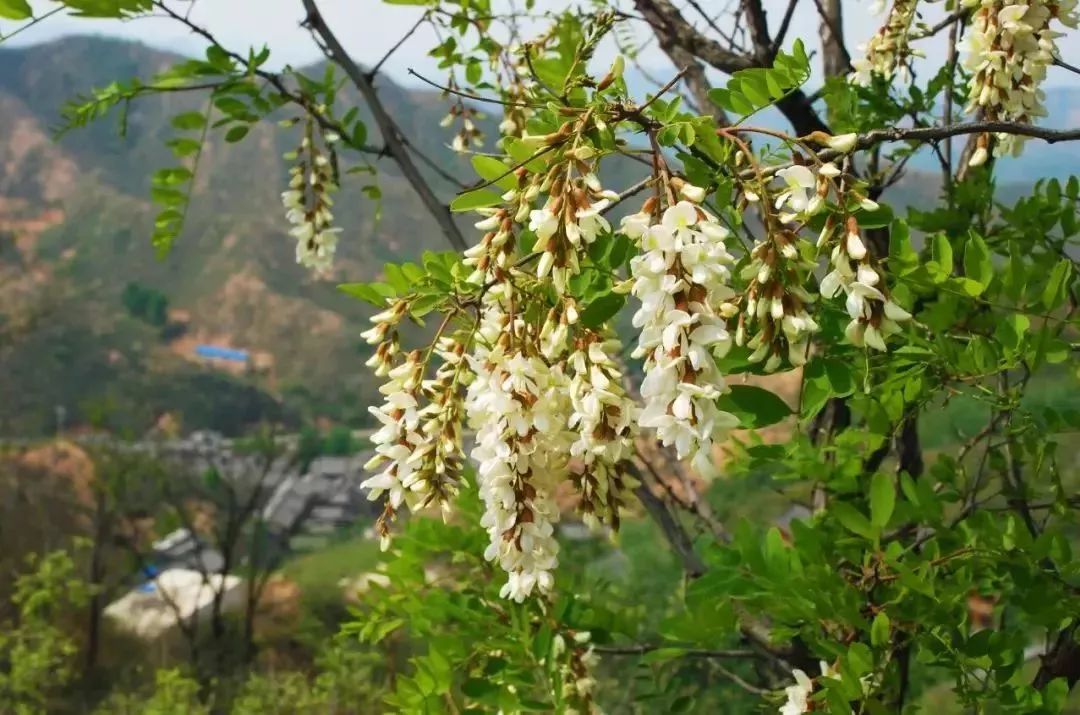 更有网红前往直播槐花节的盛况!