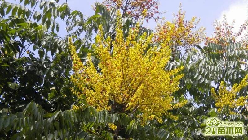 芒果树种植促花保果怎么养?芒果花果期管理