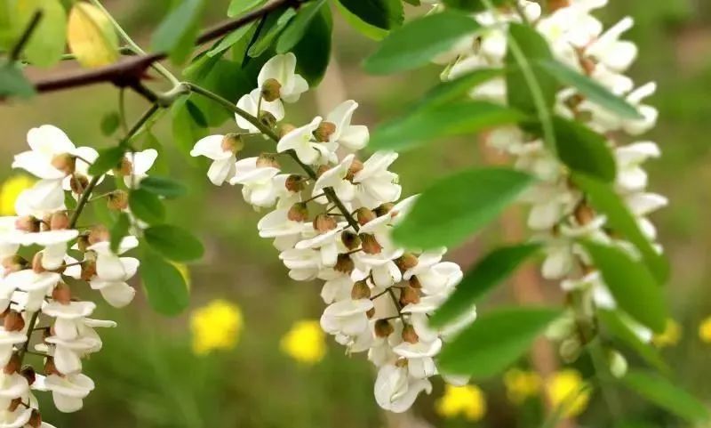 槐花味道清香甘甜,富含维生素和多种矿物质 同时还具有清热解毒 凉血