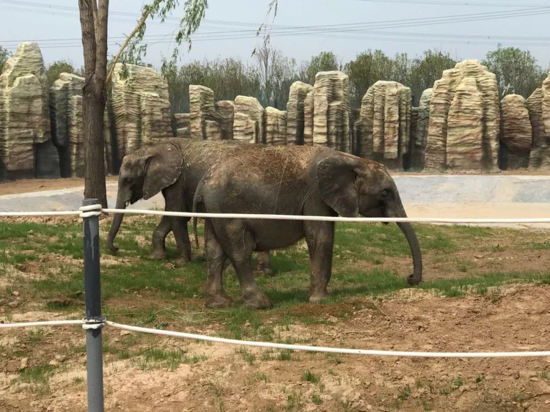 濮阳东北庄野生动物园开园了