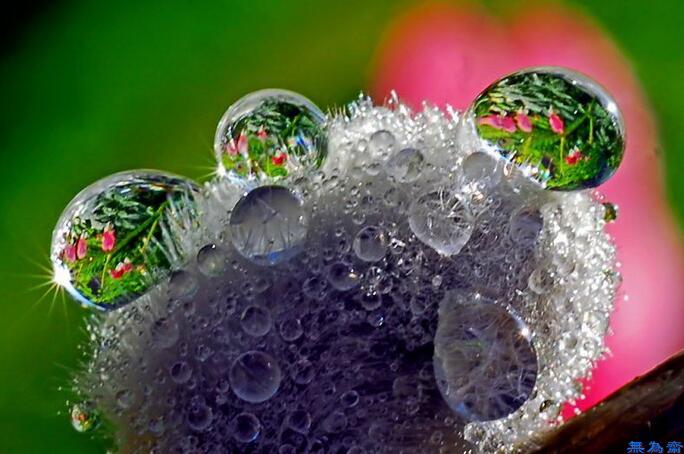 水珠里的花朵,一滴水珠一个世界