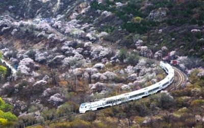 4月5日,北京,驶过花海的s2线动车组列车.图/视觉中国