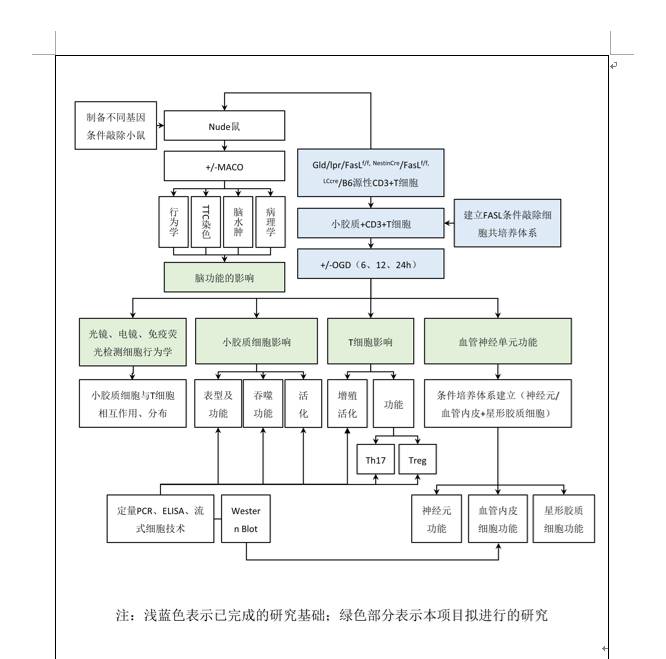 ppt科研作图71技术路线图