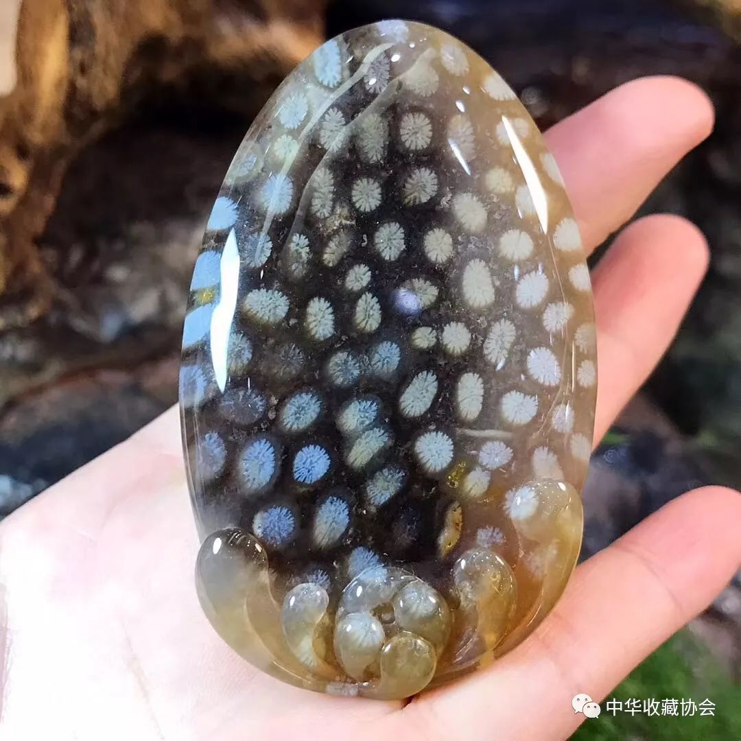 海底亿年宝石—珊瑚玉