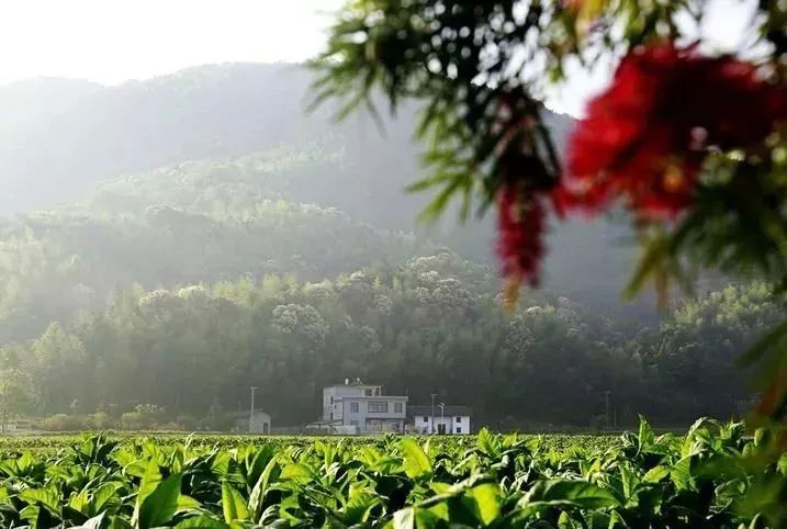 信丰县新田镇坪地山村