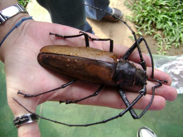 照片,但事后被证实这不是泰坦甲虫的幼虫,而是另一种巨牙天牛的幼虫