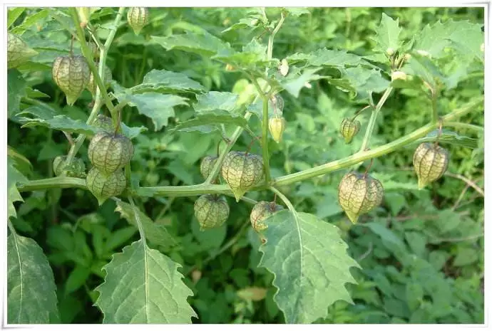 《南宁市药物志,水灯笼草,苦灯笼草,荷卜草,打额泡《广东中药Ⅱ