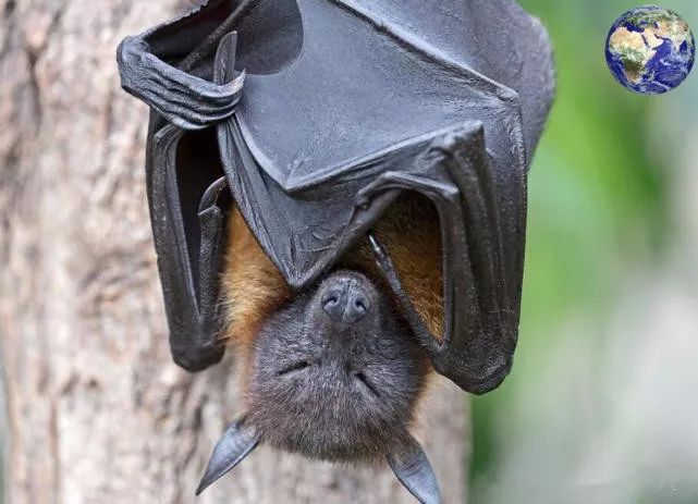 比如狐蝠就是典型的大个蝙蝠品种,成年以后的翼展甚至能够接近一米,看