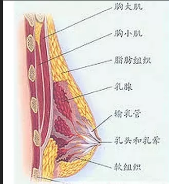 减肥再也不怕缩胸啦,独家丰胸秘籍大公开