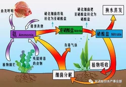 四,养殖塘口本身因素:养殖水体,大多由原来清澈的水质变化为低透明度