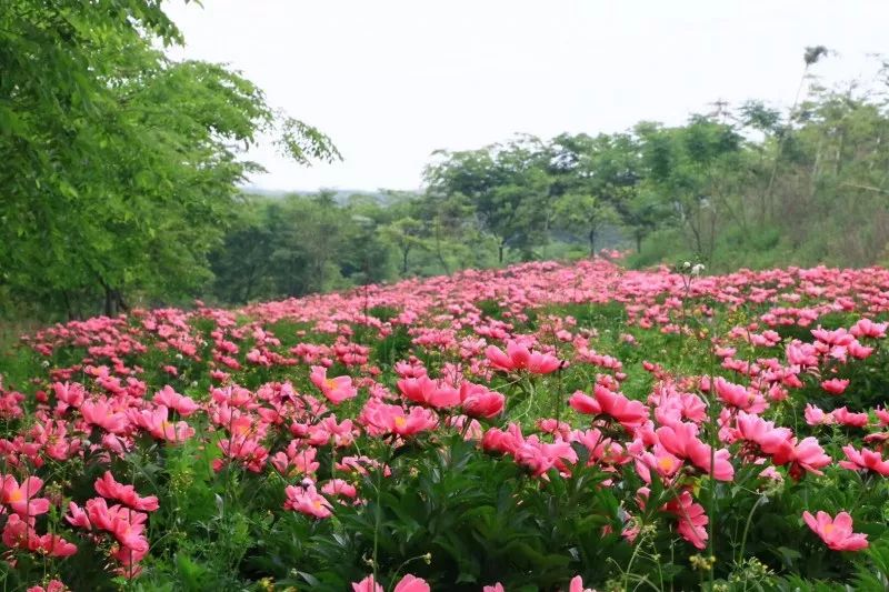 漫山遍野的花儿齐盛开