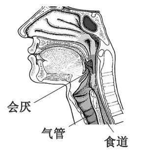 会厌炎是怎么发生的?