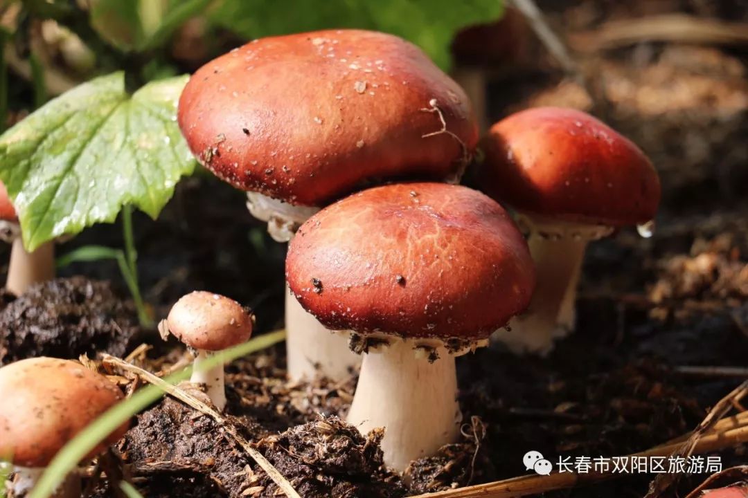 最大看点:蜜蜂授粉,自然生长的草莓;22万平方米,132栋大棚可供采摘