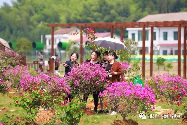 桃江印象花海开园啦!畅游"花花世界"霸屏朋友圈!