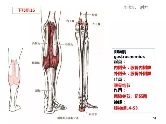 63张高清彩图!人体骨骼肌轻松背诵手册(完整版)