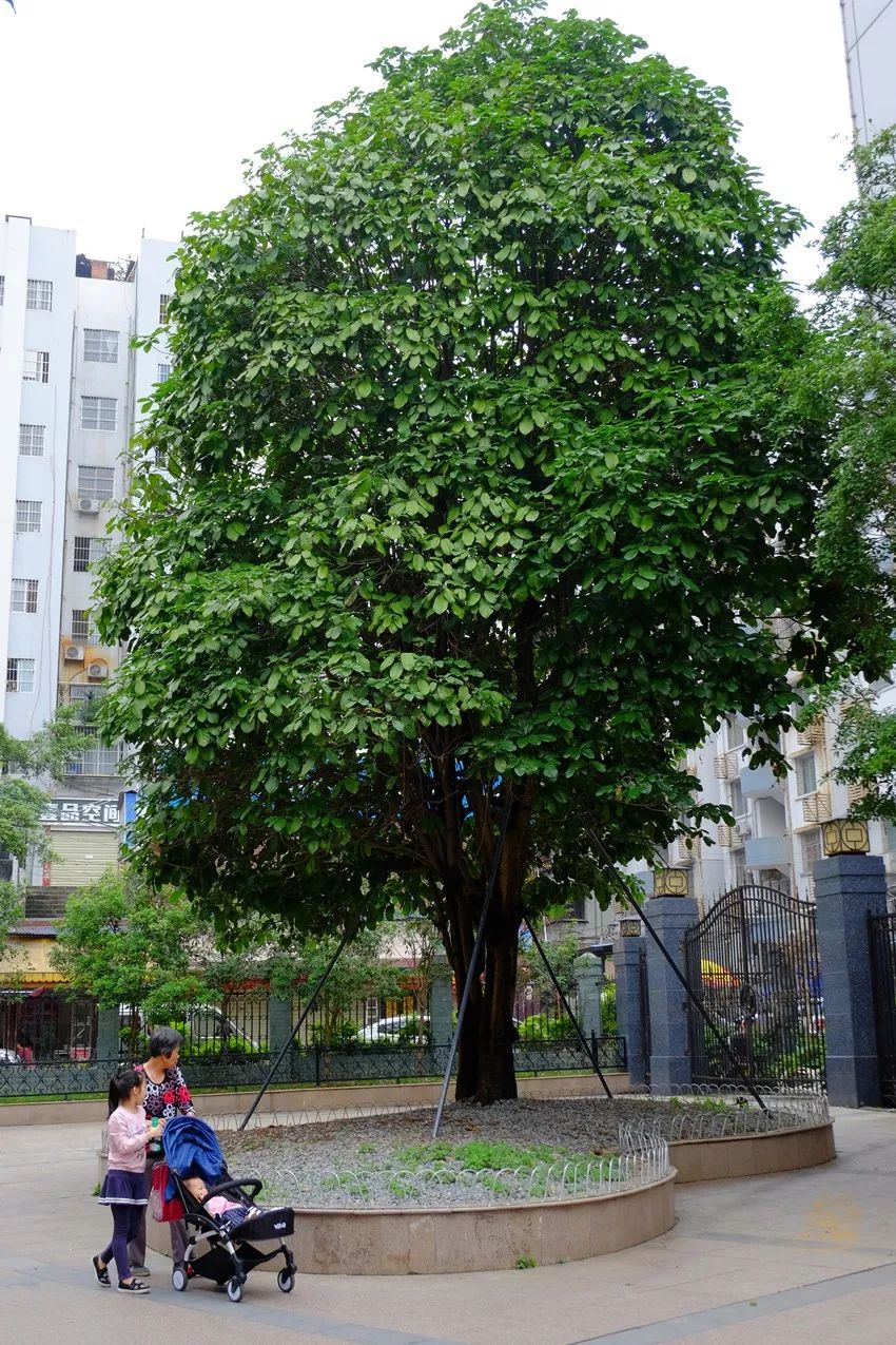 梧州市树更换了,新市树自带旺气,快来了解下!