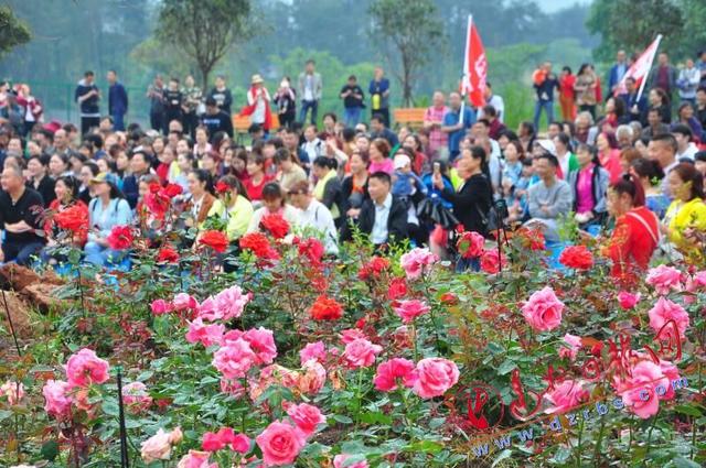 五一赏花有约吗?达川区河市成都山玫瑰谷花开正艳