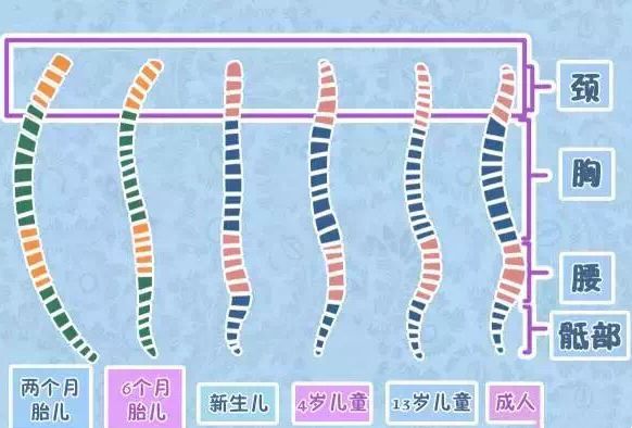 正常脊椎发育图