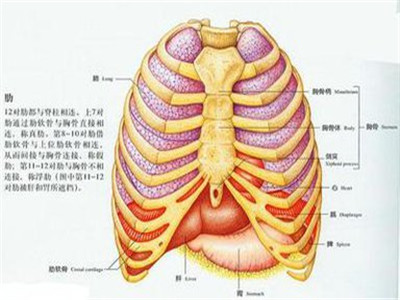 肋骨骨折,是常见的骨科疾病,主要症状表现为按压胸骨或肋骨的非骨折