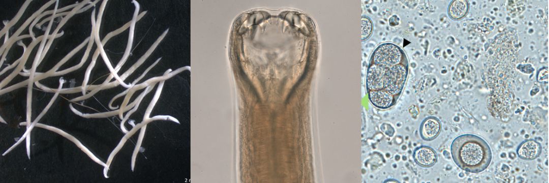 图1,2犬钩口线虫 图3钩虫卵:55   90 μm        55 μm