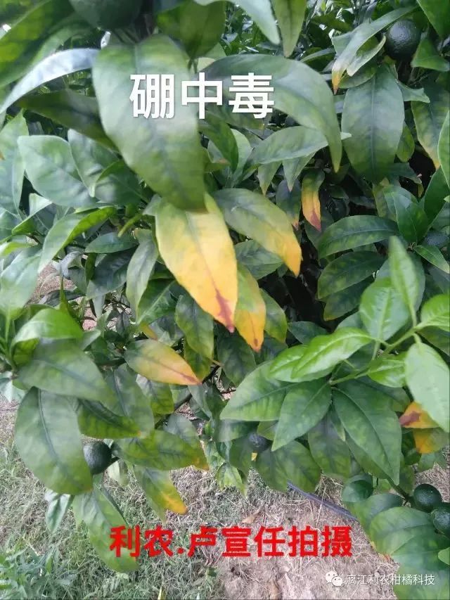 八,硼中毒