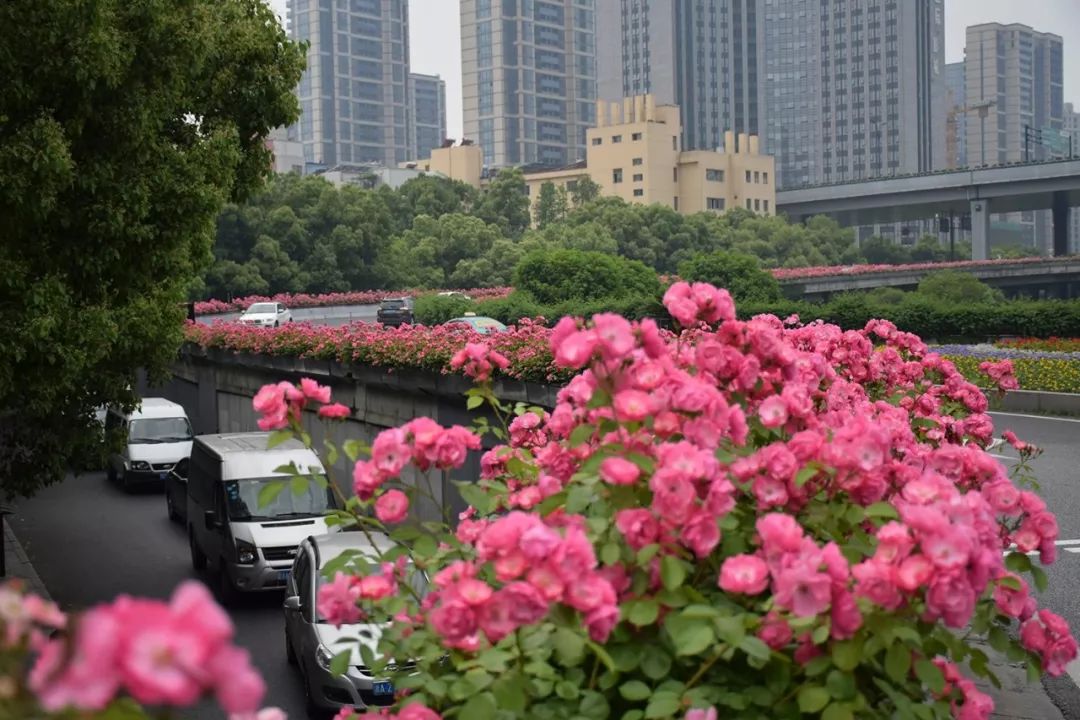 杭州在绿地里开始种月季,是2009年,第一条路选在解放路;高架上从2010