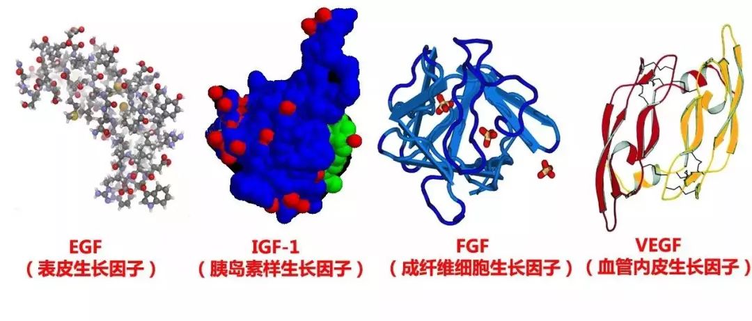 sh-polypeptide-9– vegf(血管内皮生长因子)