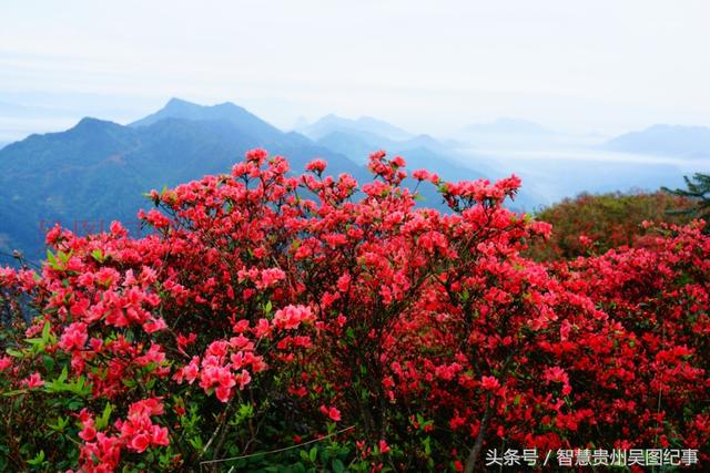 五一小长假担心人多,昨天抢先去贵州丹寨看杜鹃花,太