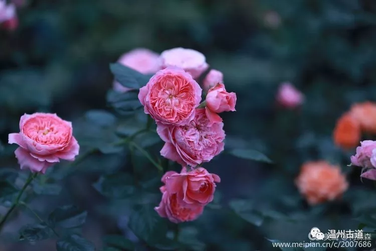 楠溪江畔玫瑰园,花开盛艳春光无限