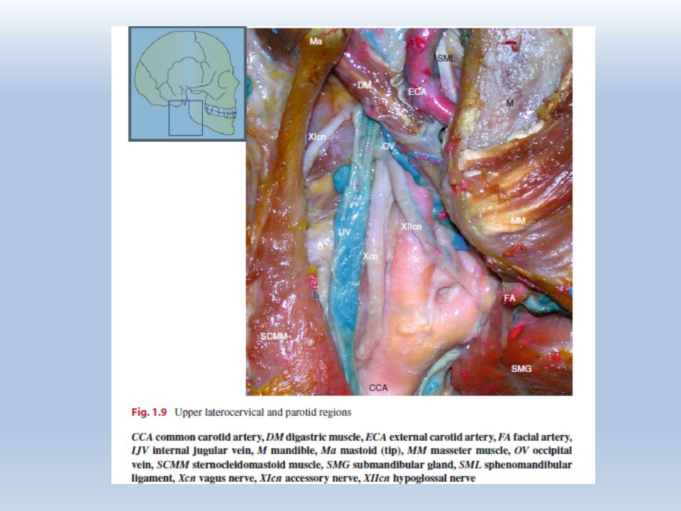 神经外科手术入路(八)颈静脉孔区
