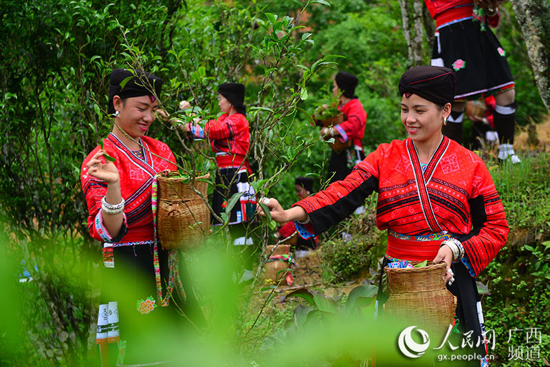 广西龙胜举办古树茶文化节 瑶族群众"飞天采茶"