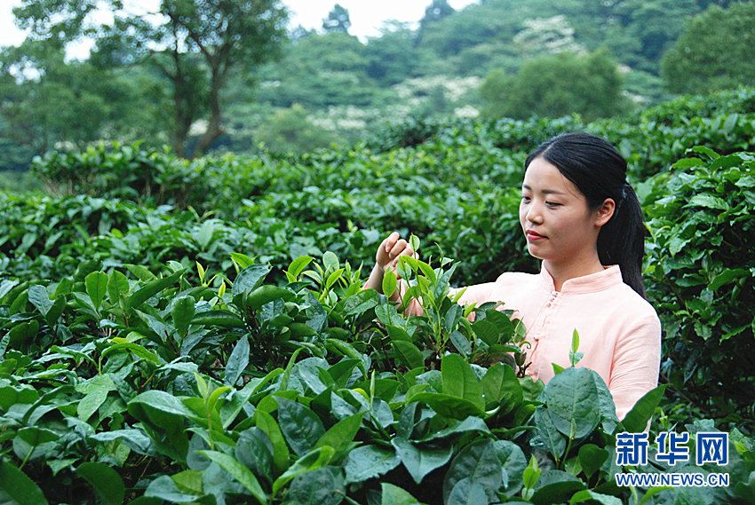 象窝山茶场,茶艺师正在采青.新华社记者刘宏宇