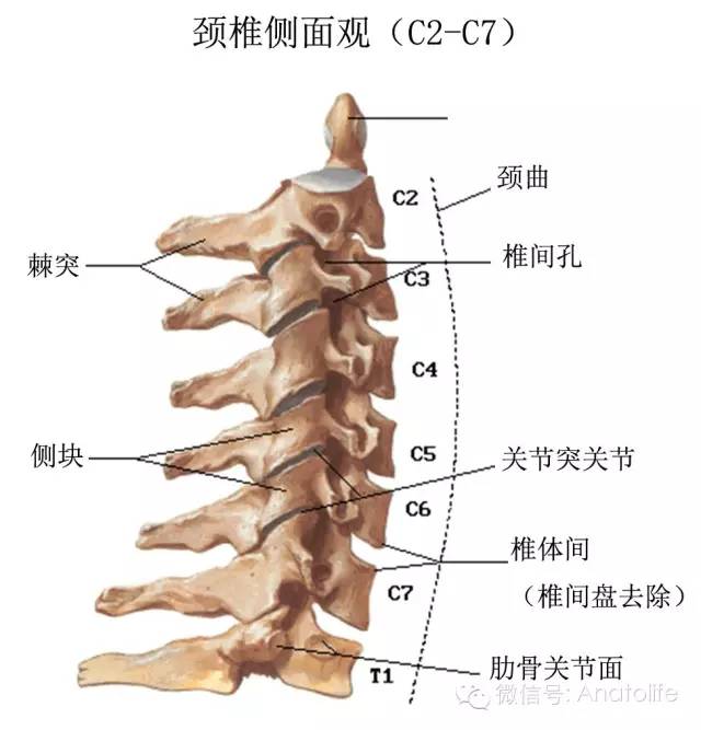 后外侧:构成椎间孔前壁,与神经根相邻 外侧:通过横突孔的椎动,静脉,交