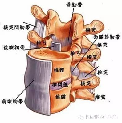腰椎椎管矢状断切开,显示椎管 椎管内脊髓和神经根 来源:解剖与生活